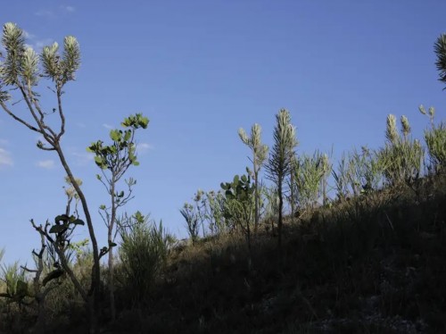 Dia do Cerrado: bioma é o segundo mais ameaçado no país