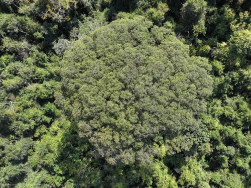 Cenibra encontra maior árvore do Sudeste na Fazenda Macedônia